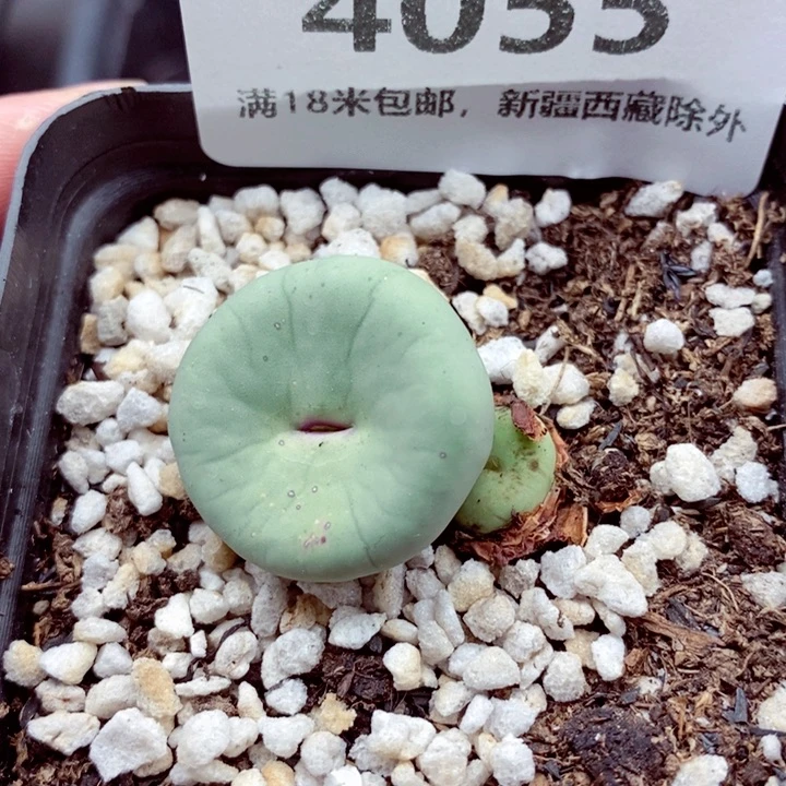 4055。
