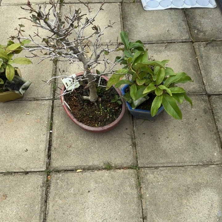 乌*全场盆景山毛櫸加美男