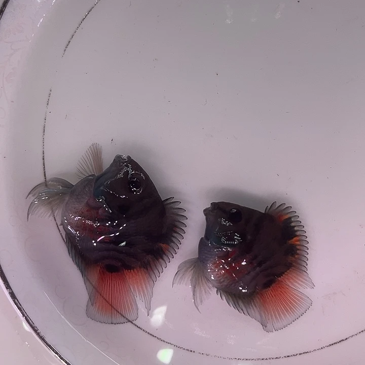 海水鱼迷你鹦鹉鱼