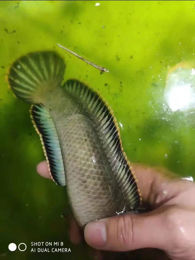 彩虹原生南鳢鱼七彩冷水淡水观赏鱼凶猛活体