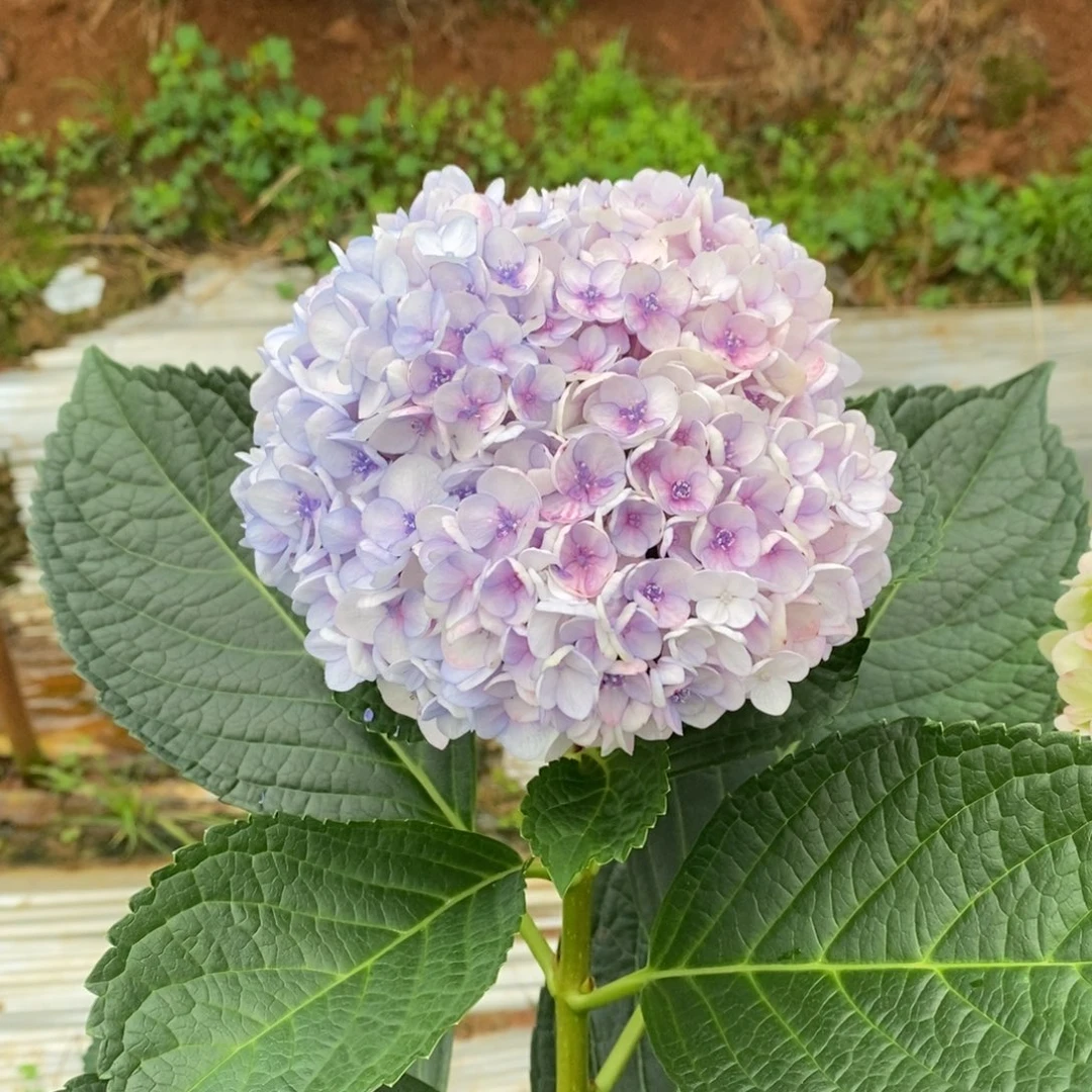 88号绣球/有色差介意勿拍/3单冷链包邮/偏远补运费发德邦