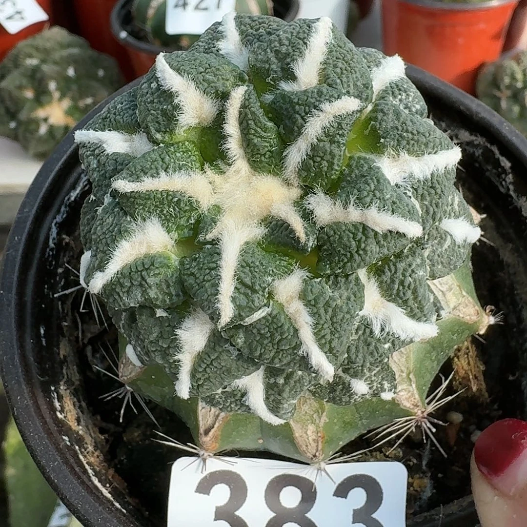 无花朵苗接颗粒大尤黑牡丹383