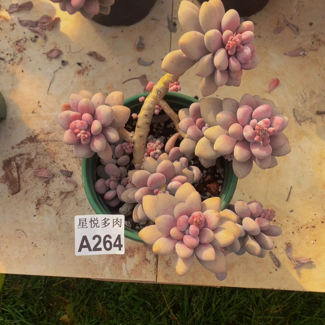 冰*凌星悦多肉   A264