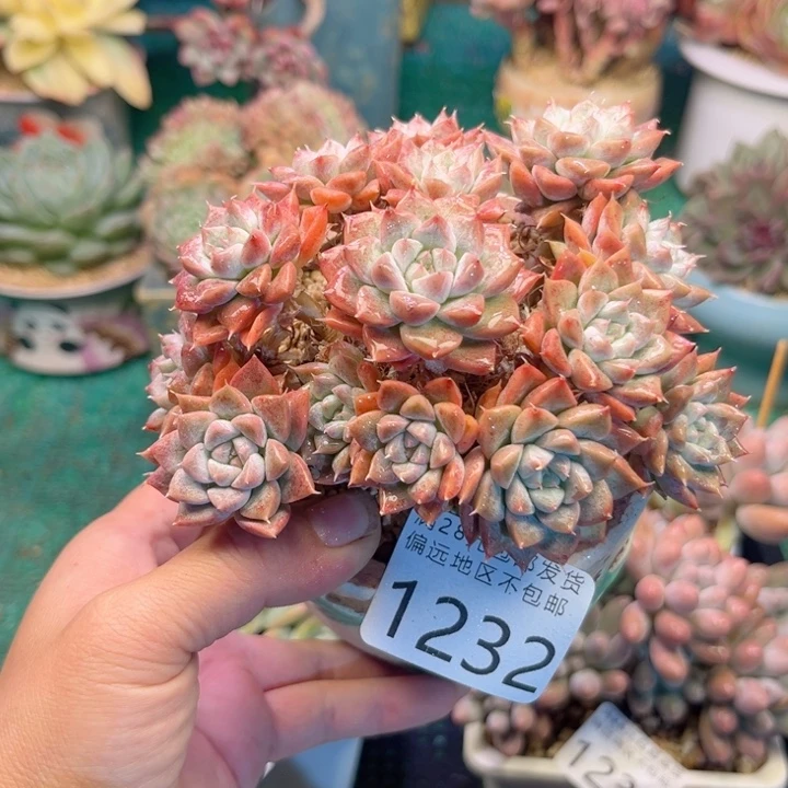 大1232/、zvdhchchbbb