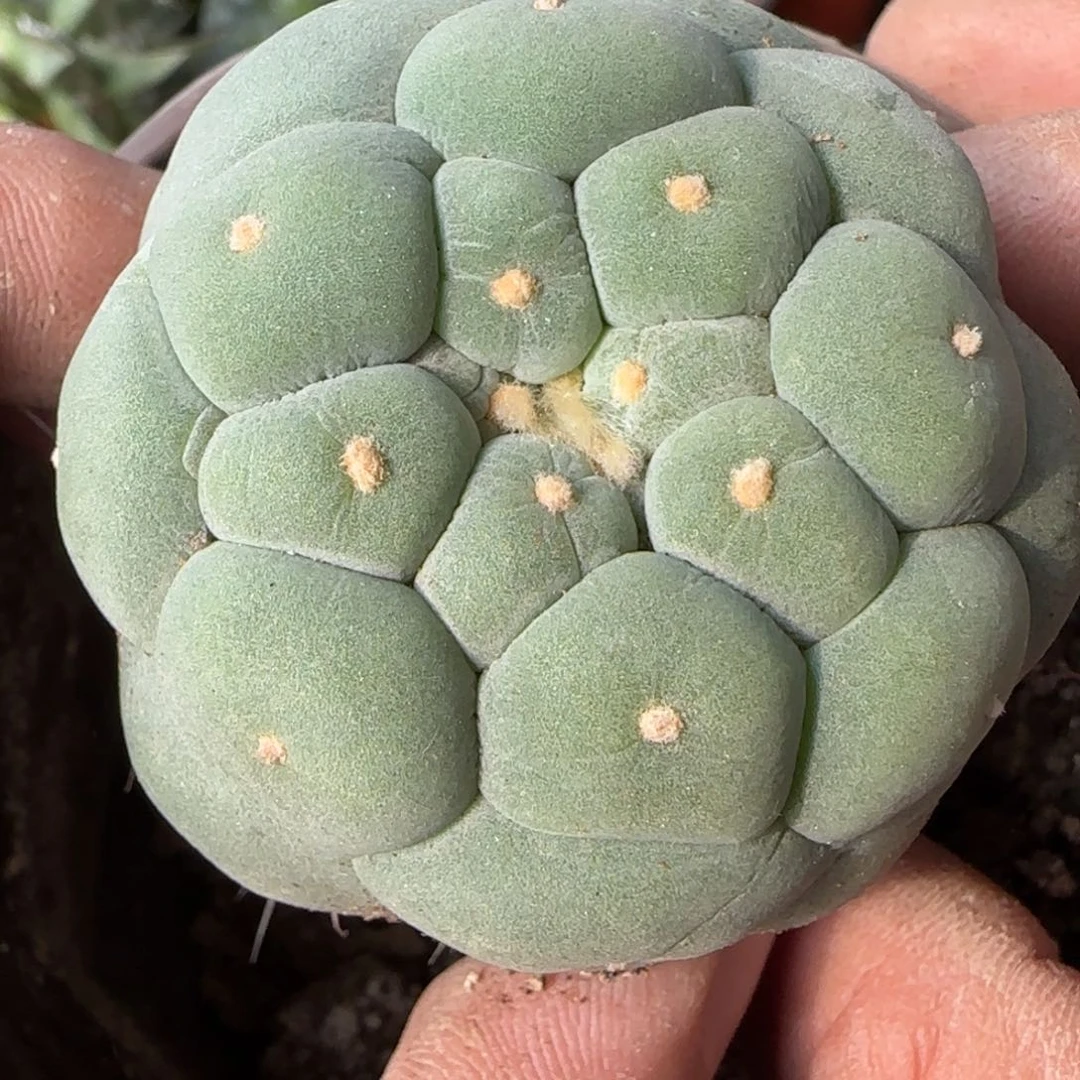 【闪购商品】特白特圆尤312