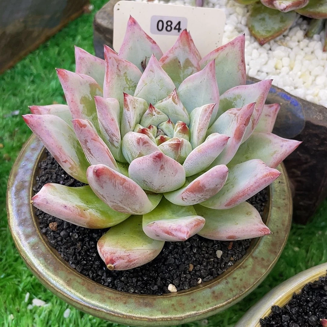 多肉植物盆栽多肉