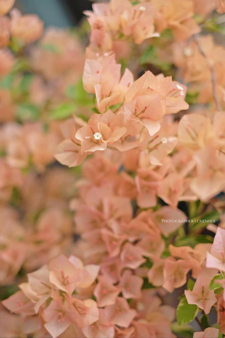 【花叶马斯】三角梅 原生正版袋苗 四季开花 飘枝爬藤 好养懒人植物