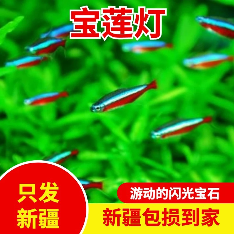 新疆鱼乐圈包邮群游宝莲灯热带淡水鱼小型巴西宝莲