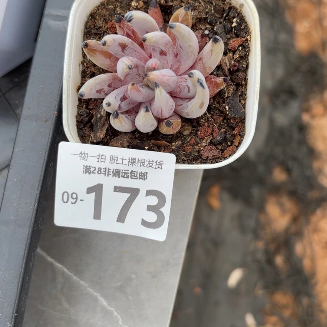 魔爪单头多肉多肉多肉