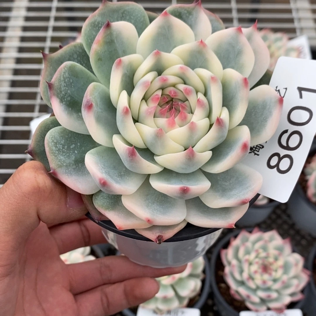 吉娃娃锦多肉植物8601