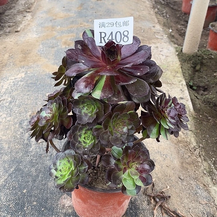 408花花公子多肉植物