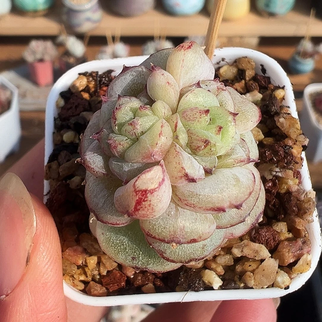 好****）想妹专拍佳人石化多肉