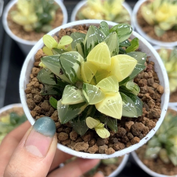 白盘姬寿锦多肉植物