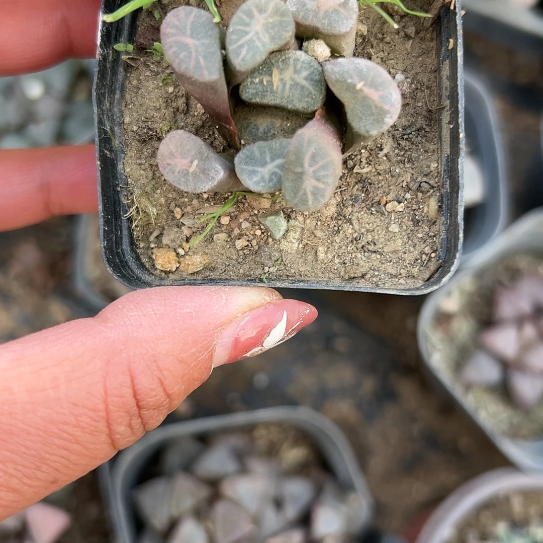 多肉植物万象单头