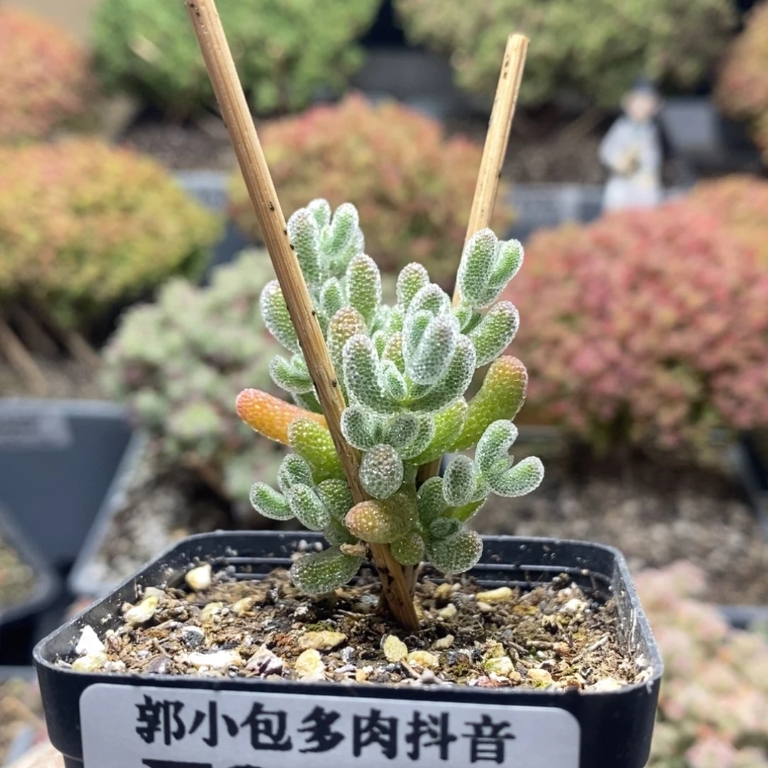 嚯**鱼优选冰晶8157枝干番杏