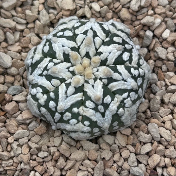 园艺仙人球/兜/实生v兜/s80