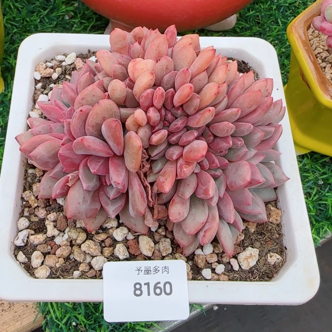 爱丽儿缀化，8160多肉植物