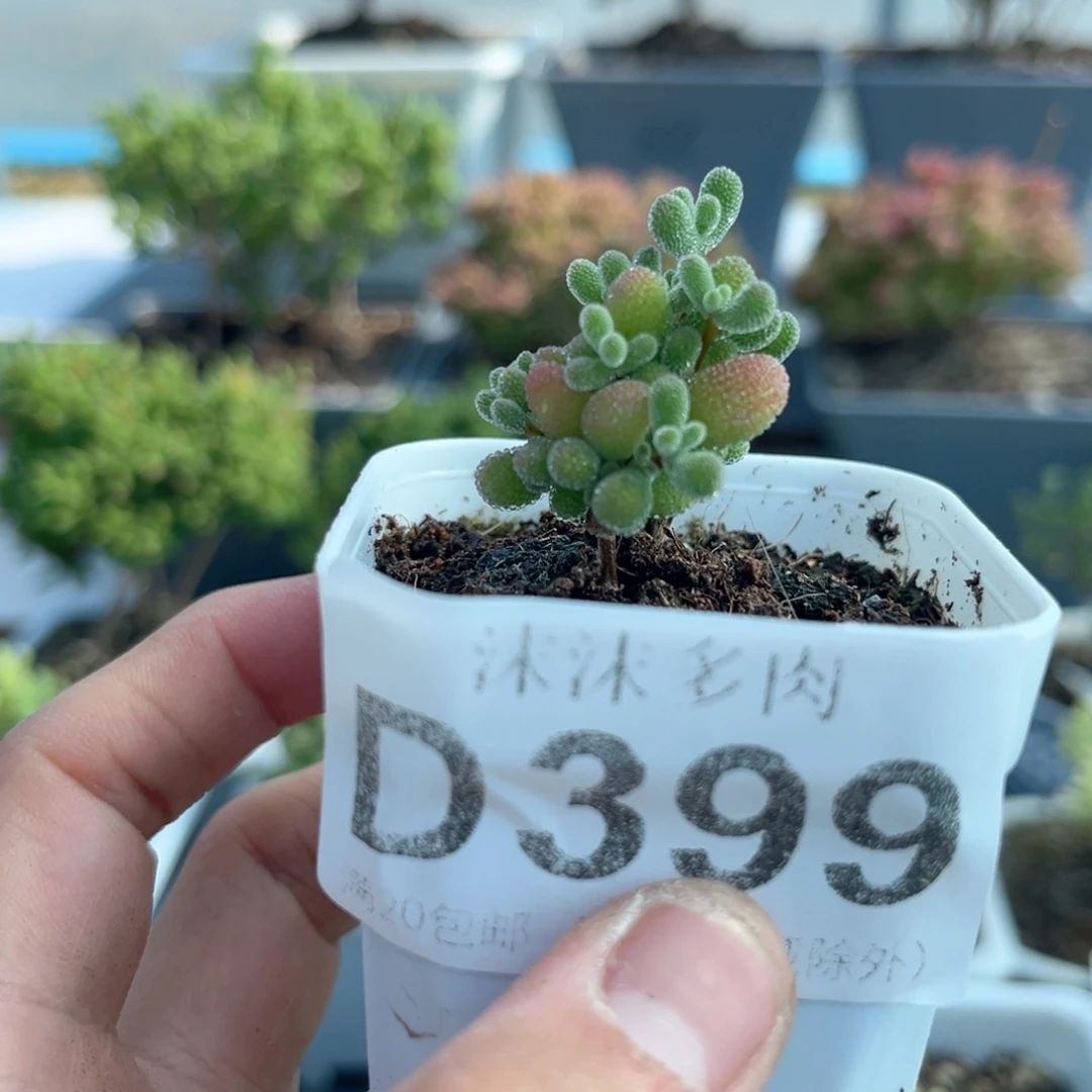 399翡翠枝干番杏