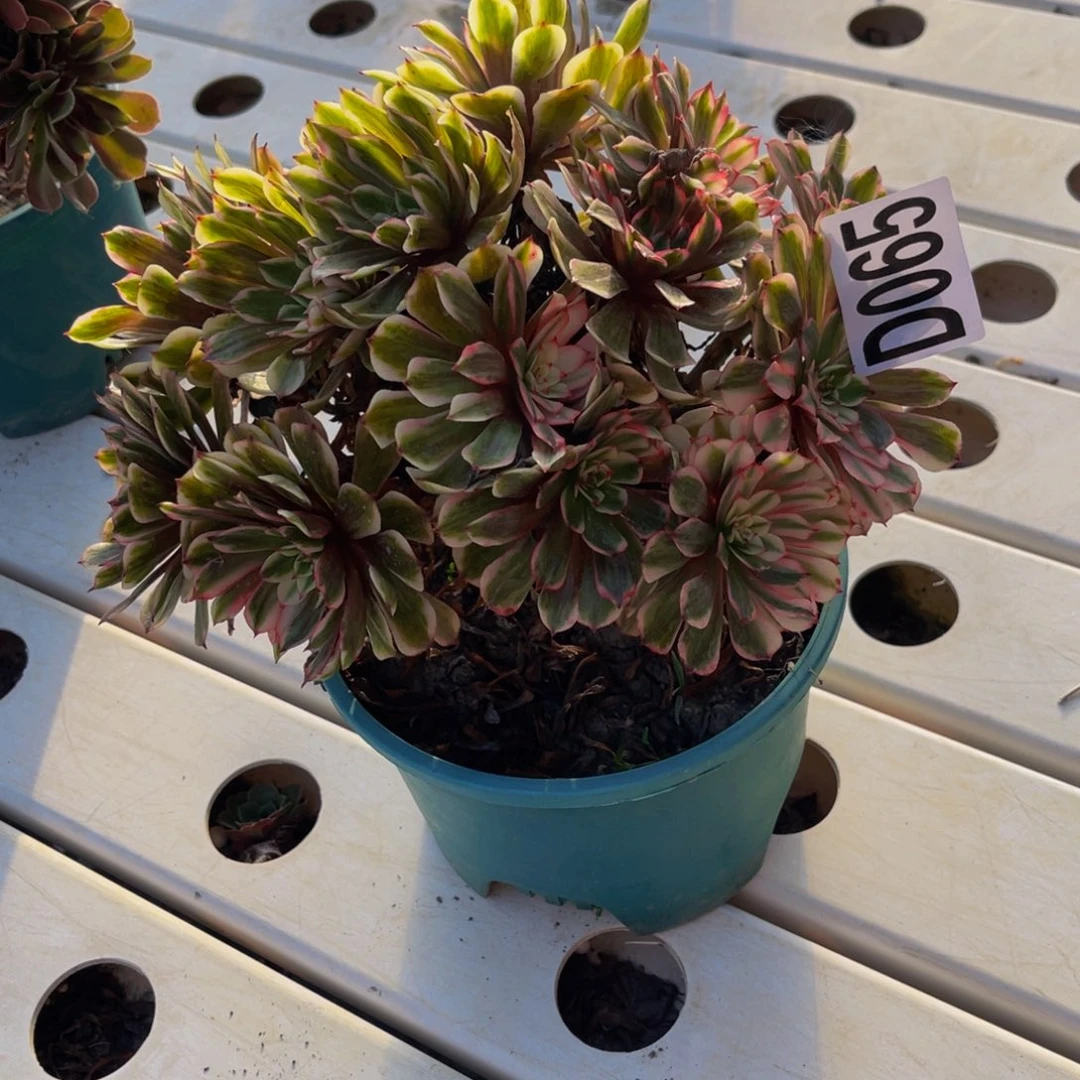 梦境法师7/////20