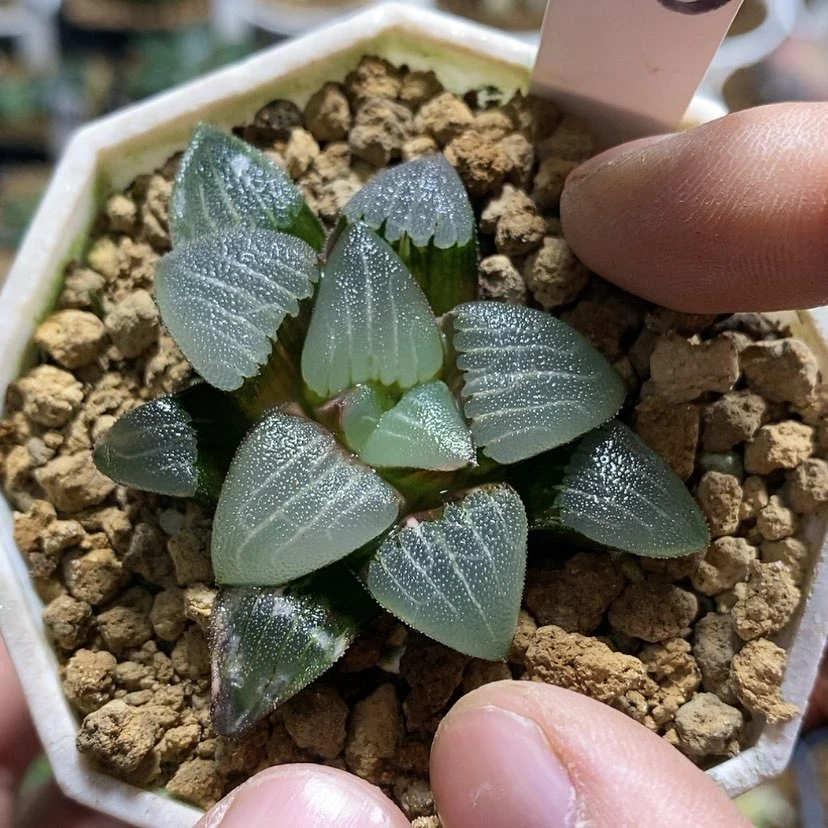 【闪购商品】185春春