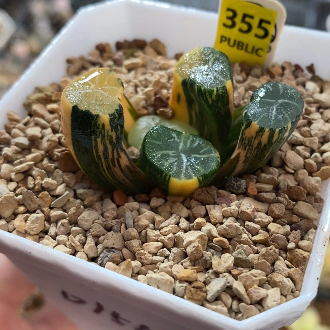 355白妙万象锦一物