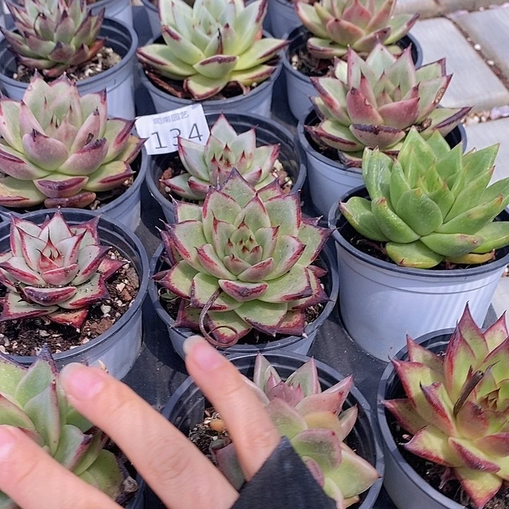134 多肉植物盆栽花卉