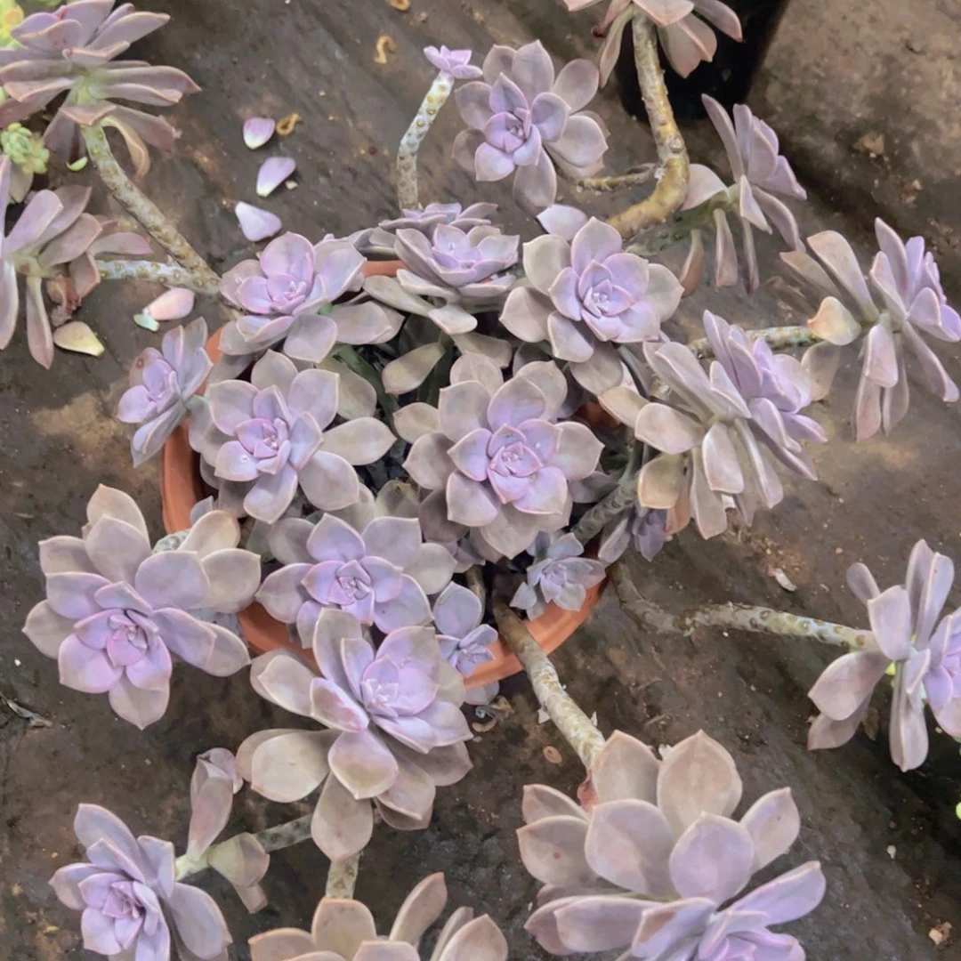 紫乐超级大盆老桩