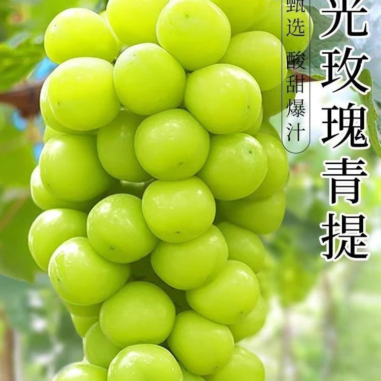 【顺丰速运】阳光玫瑰葡萄新鲜水果晴王葡萄无籽香印提子青提当季整