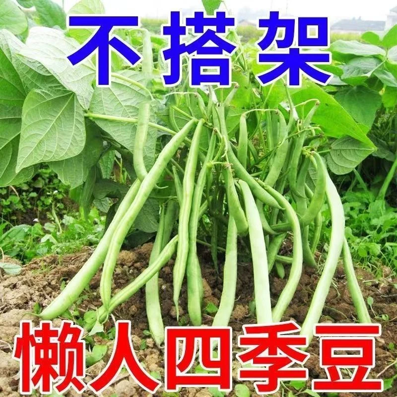 无架四季豆种子地豆豆角矮生蔬菜搭架不用阳台庭院盆栽不搭架
