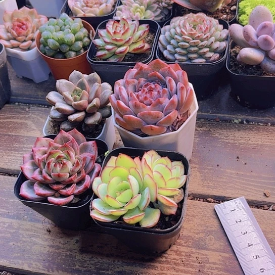 夜魔侠。葡萄。牡丹亭。糖心