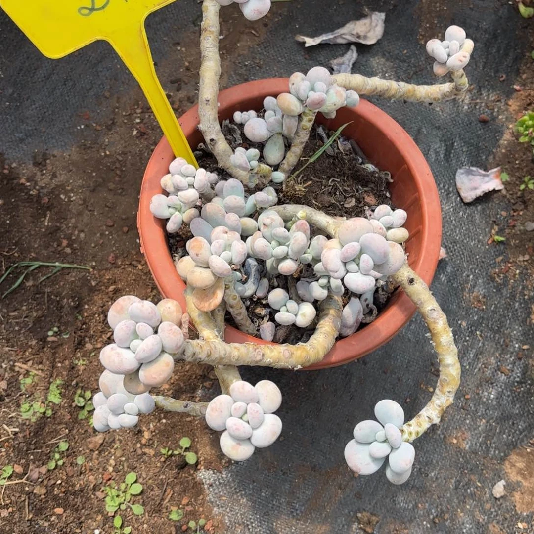 z*27号老庄多肉植物