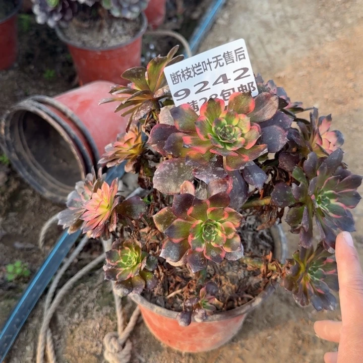 家***子9242二号棚无售后烟花不包B