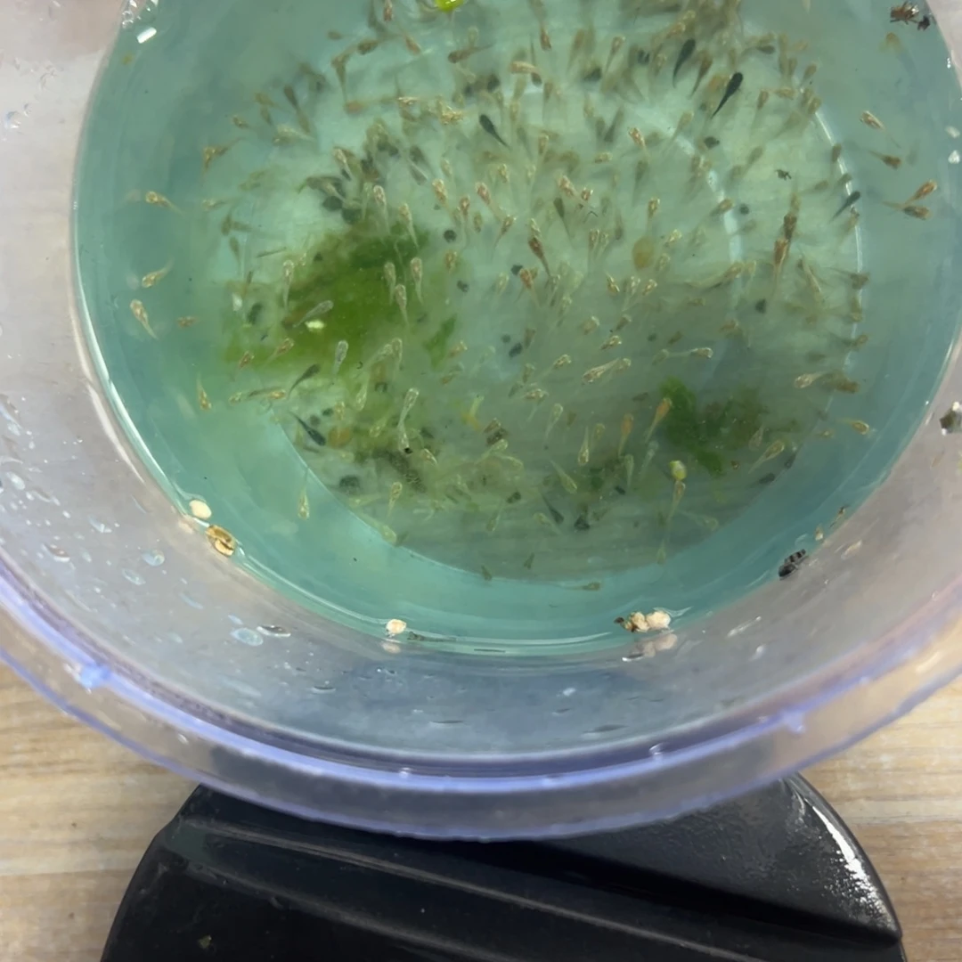 黑玛丽鱼苗不包损