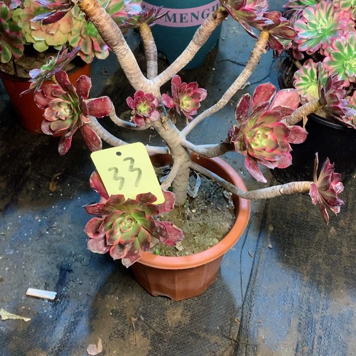 33红金刚多肉一物一拍