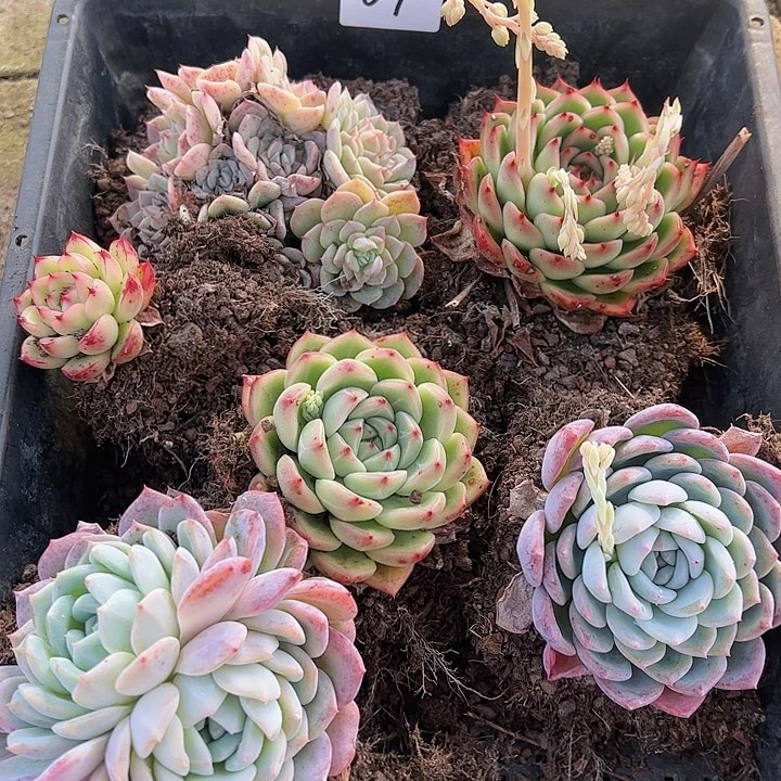 直播福利一物一拍07