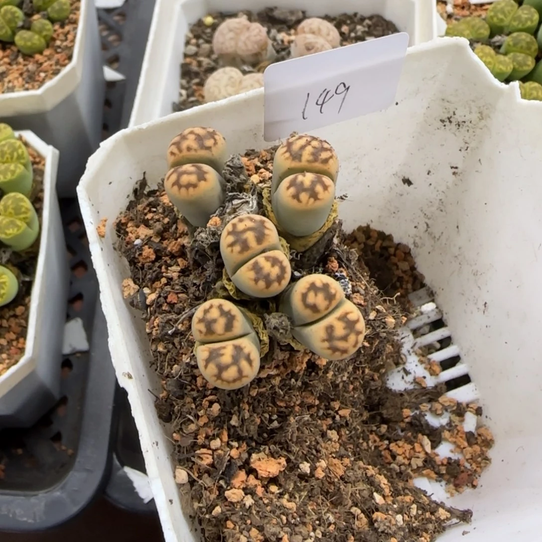 149 生石花大棚直播