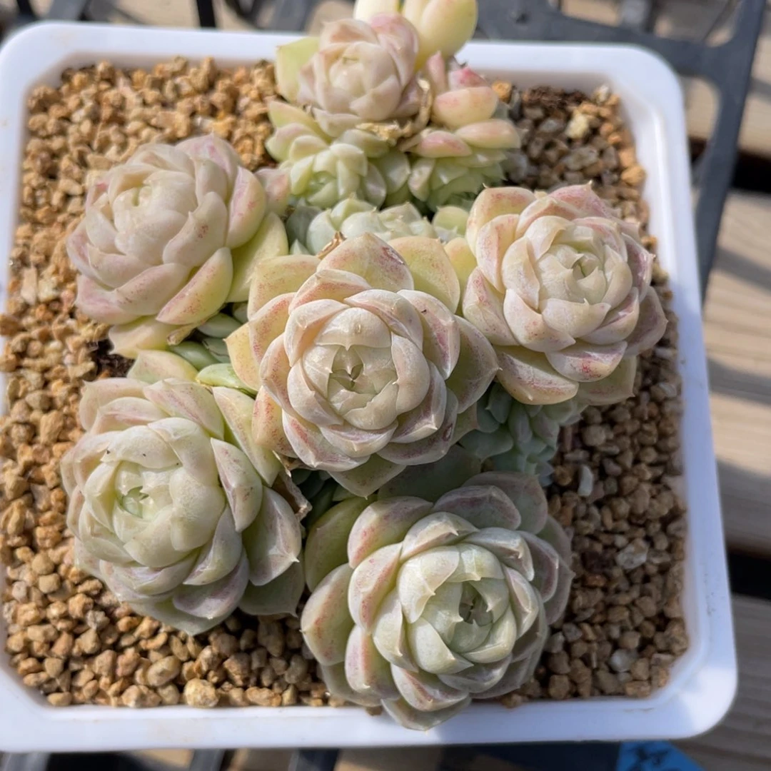 优选粉黛白樱福利2734