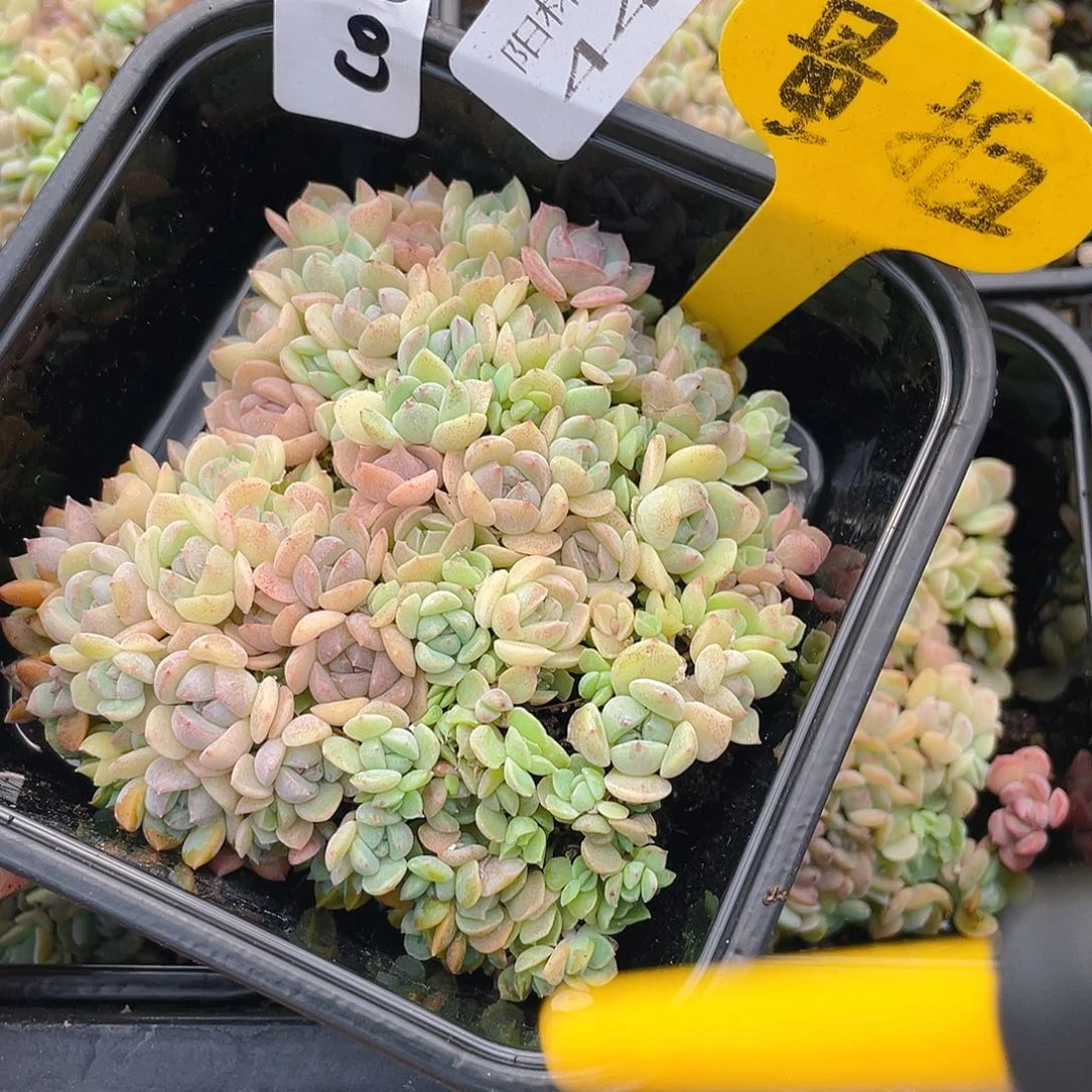 量拍多肉植物多肉植物440