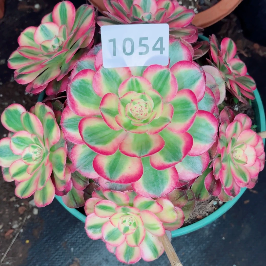 倾城老桩多肉发货