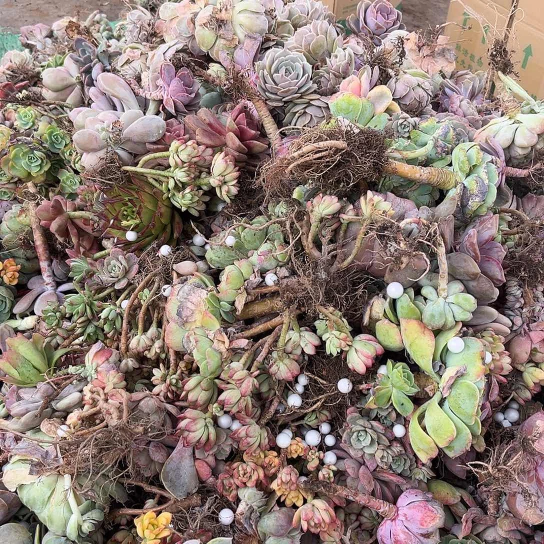 枝枝头头不售后。