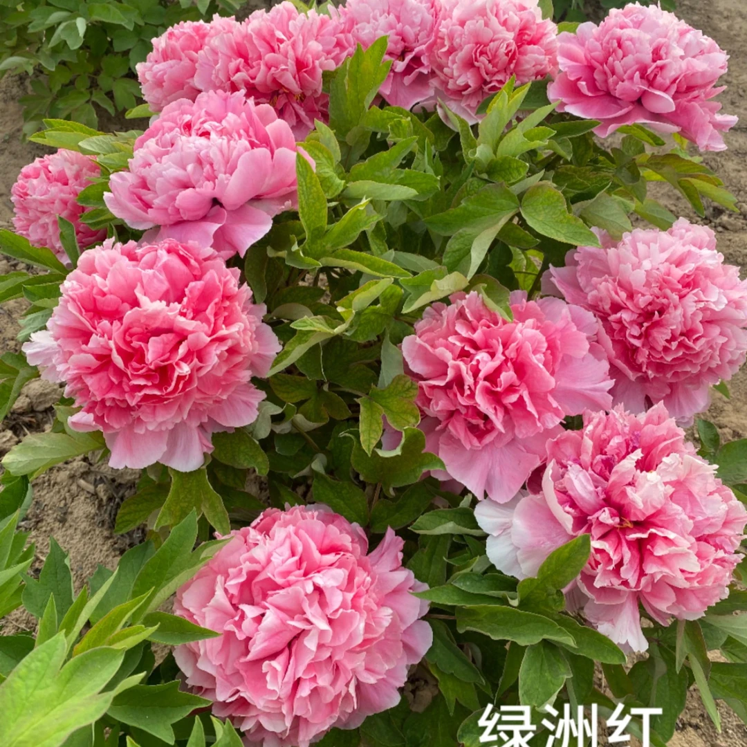 国峰牡丹【绿洲红】先发肥料 秋季发苗