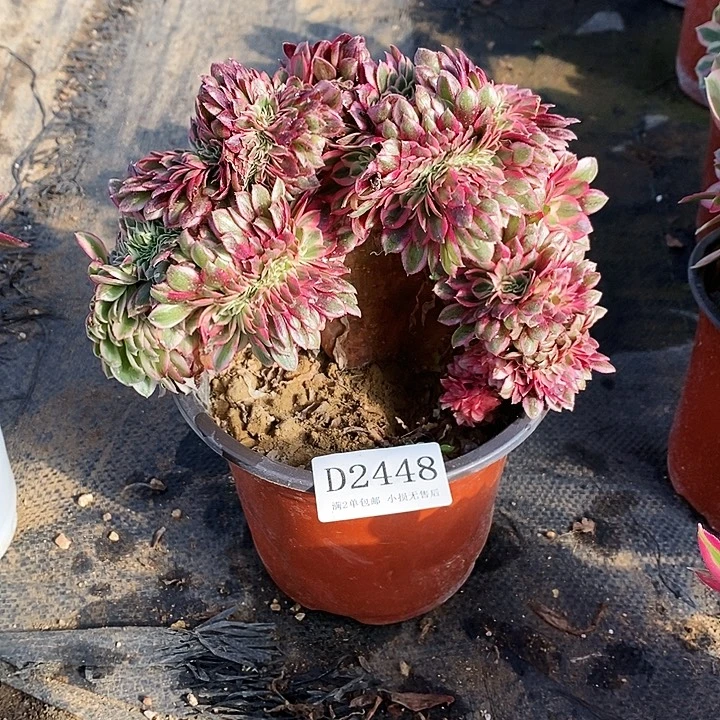 2448倾城多肉缀化微瑕疵无售后