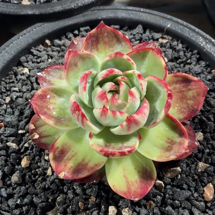 福利秒杀惊鸿仙子