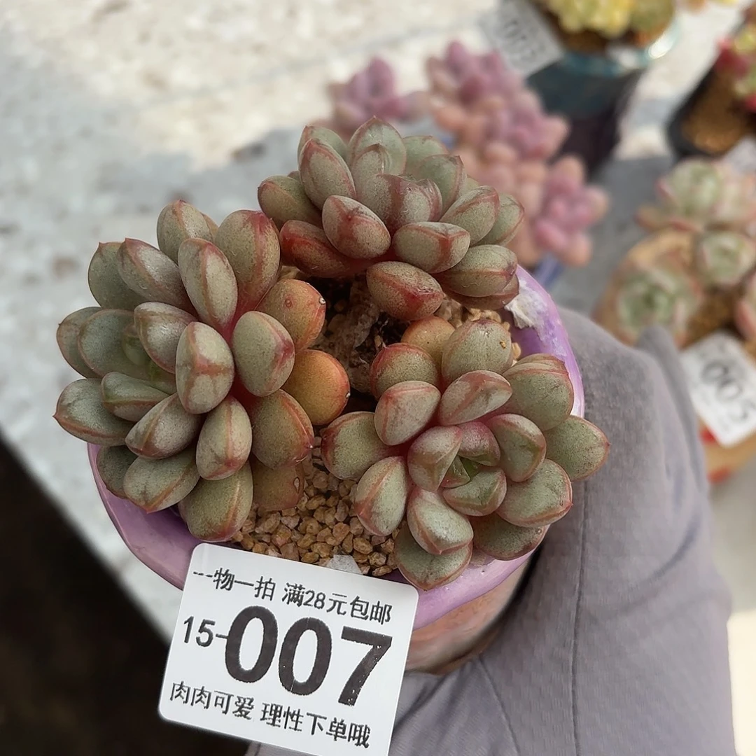 葡萄无盆土发货无