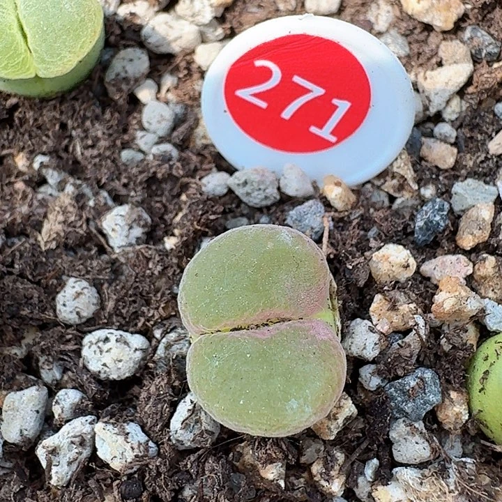 多肉植物多肉植物3