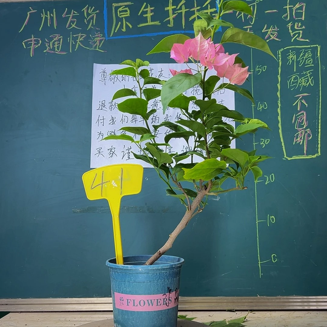 当前无花栽培后可以开花绿叶水晶 41
