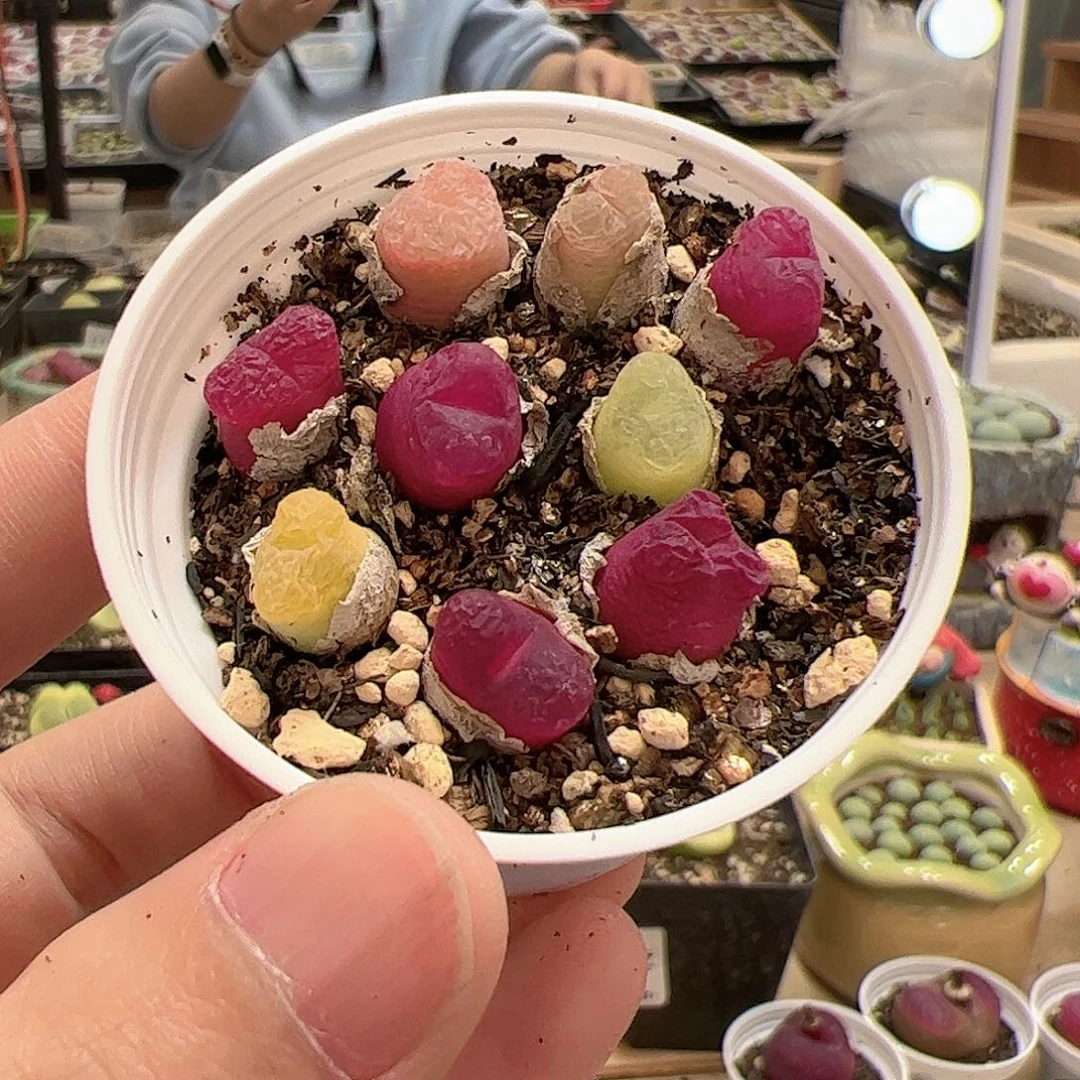 【闪购商品】114 带盆