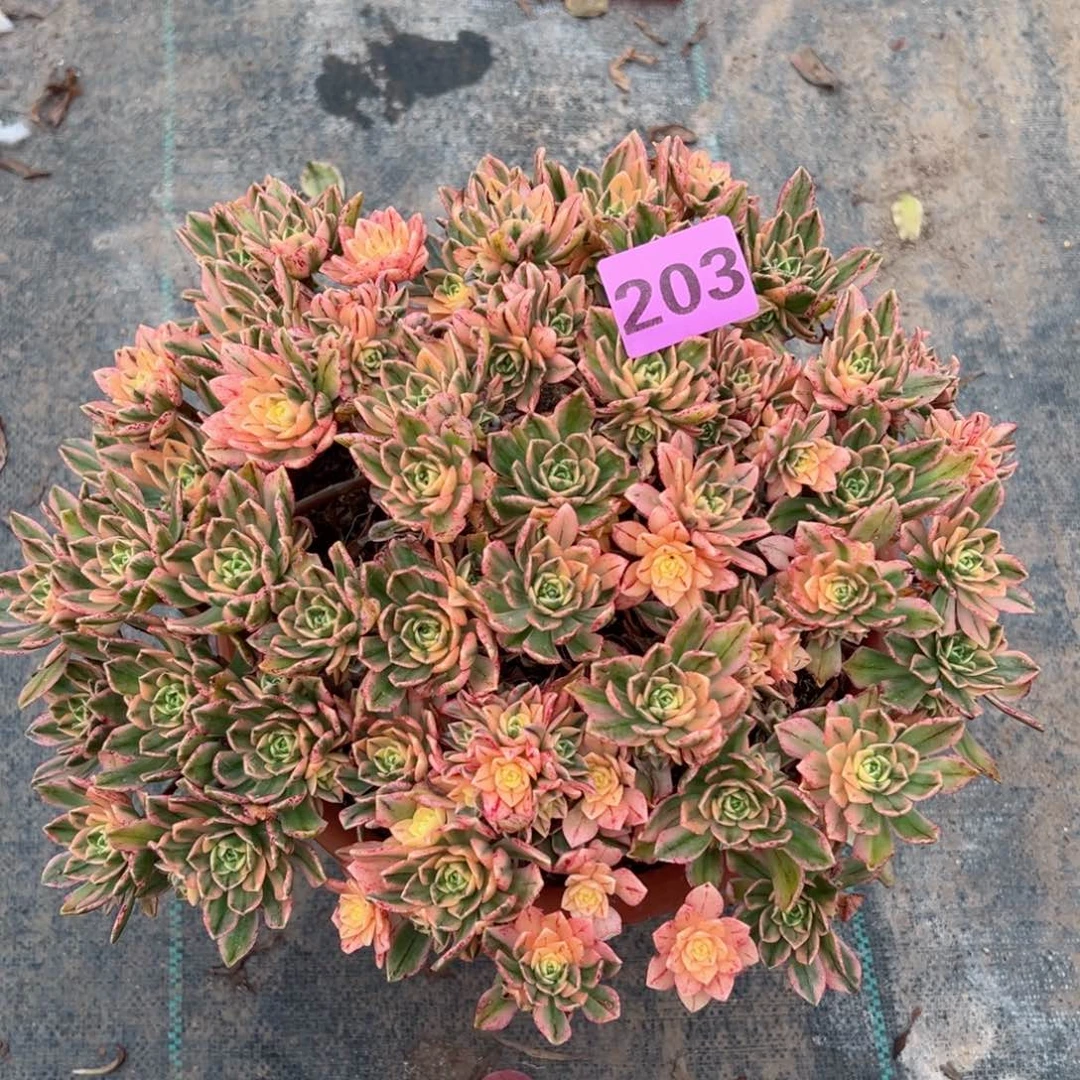 203甜茶法师多肉