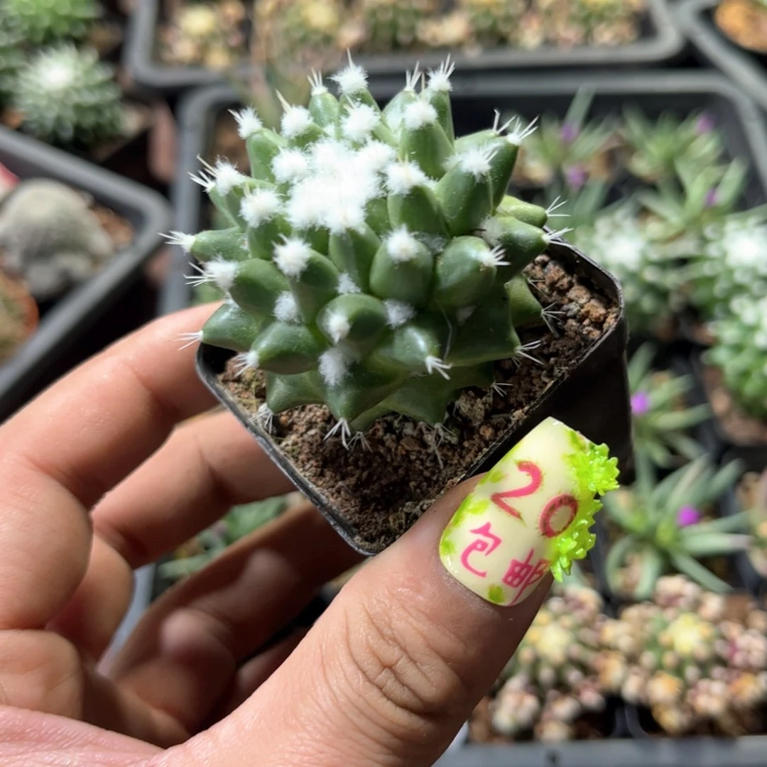 单头雪糕单头发货有根