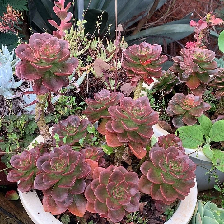 巧克力老桩  非偏远38包邮 节后发